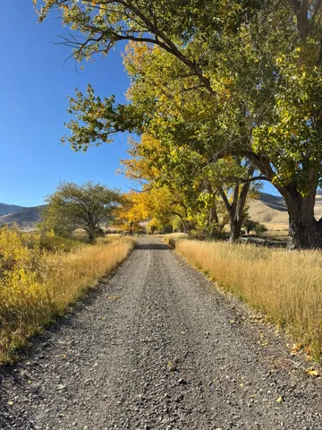 Gravel driveway bordered by golden grasses and mature trees with vibrant autumn foliage