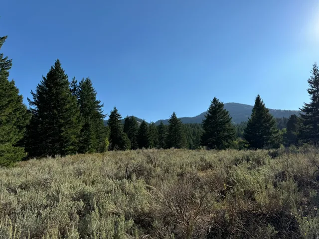 Expansive natural landscape featuring native grasses and mature evergreen trees