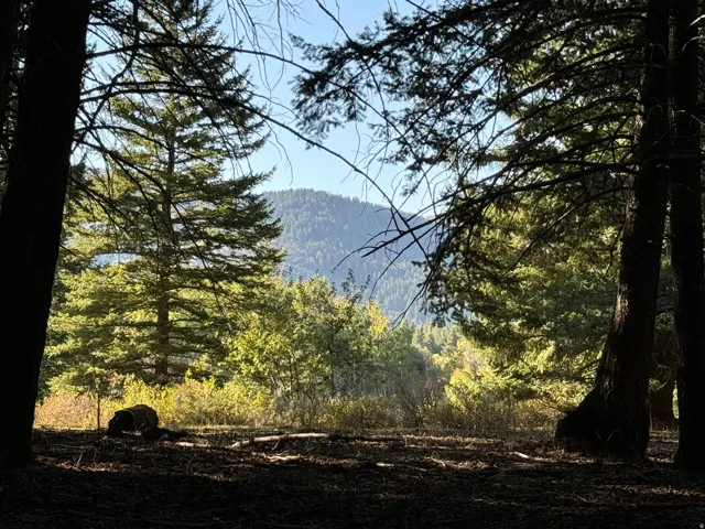 Heavily wooded lot featuring mature evergreen trees and a distant mountainous backdrop