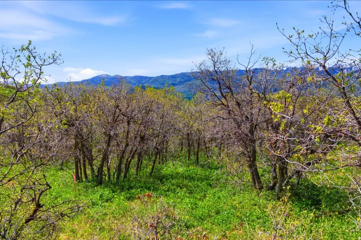 Wooded parcel with emerging spring foliage, featuring an open meadow and distant mountainous terrain