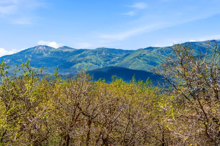 Mountainous terrain featuring partial snow coverage and forested slopes, framed by foreground trees with emerging spring foliage