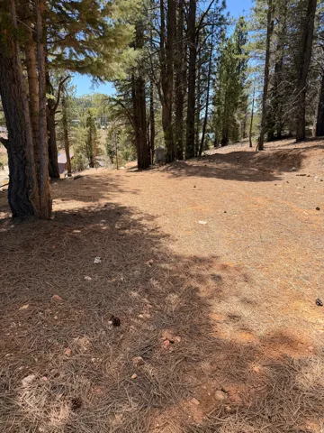 Wooded property featuring mature pine trees and a natural ground cover of pine needles