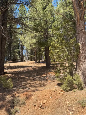 Wooded lot featuring mature pine trees and natural ground cover