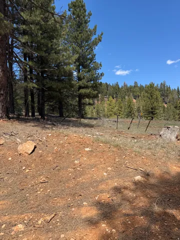 Expansive undeveloped land featuring mature pine trees, natural ground cover, and a distant tree line