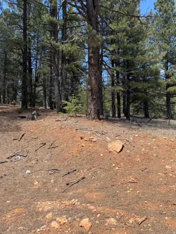 Wooded lot featuring mature pine trees, natural ground cover, and exposed reddish-brown soil