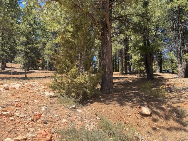 Wooded property featuring mature evergreen trees and natural ground cover