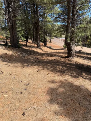 Wooded property with mature evergreen trees and a natural pine needle ground cover