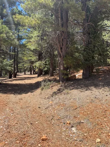 Wooded lot featuring mature pine trees, natural ground cover, and dappled sunlight
