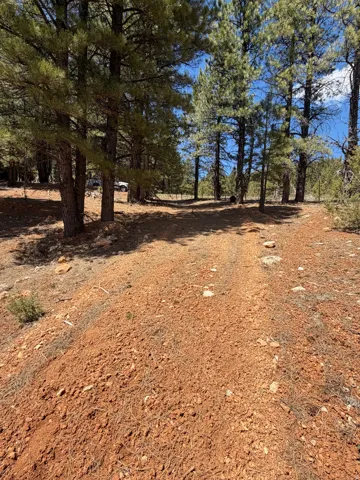Expansive natural landscape featuring mature evergreen trees and a rich, reddish-brown earth path