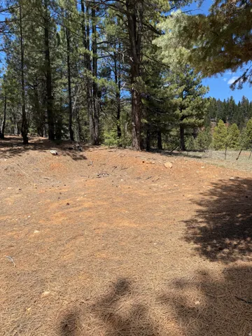 Expansive natural landscape with mature pine trees