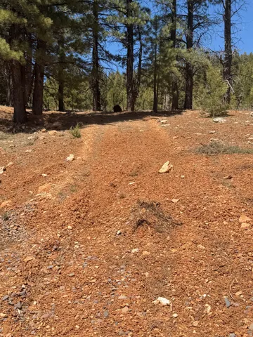 Naturally varied terrain with a path leading into a pine forest