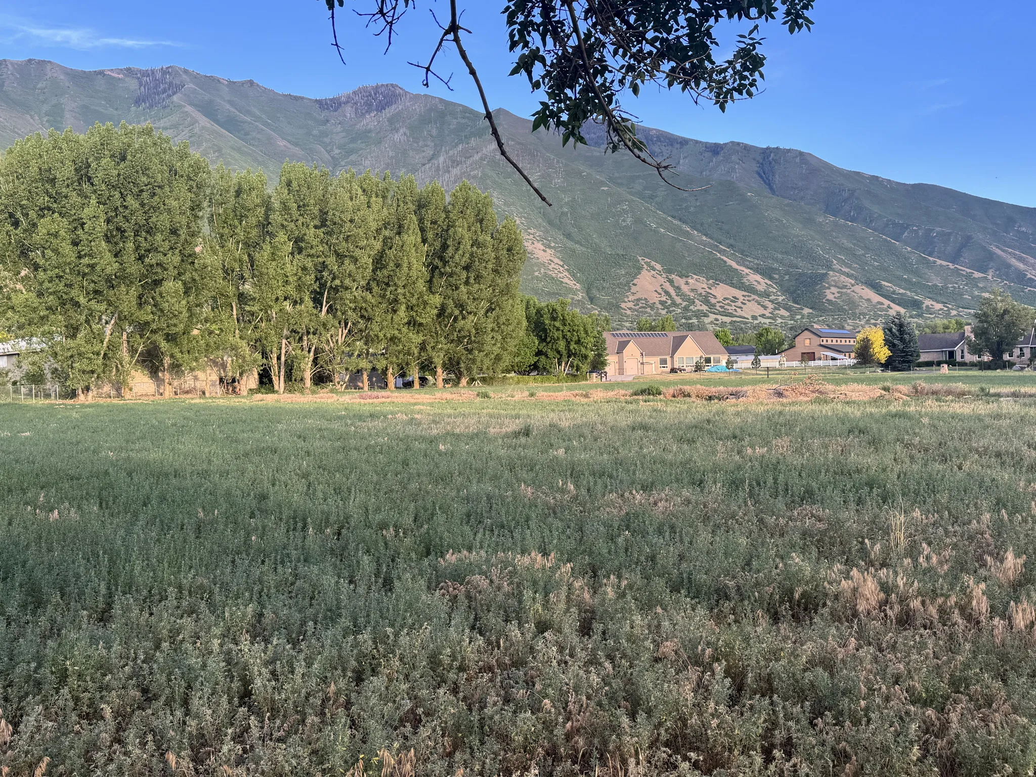 Expansive field offering mountain scenery, mature trees, and residential structures in the background