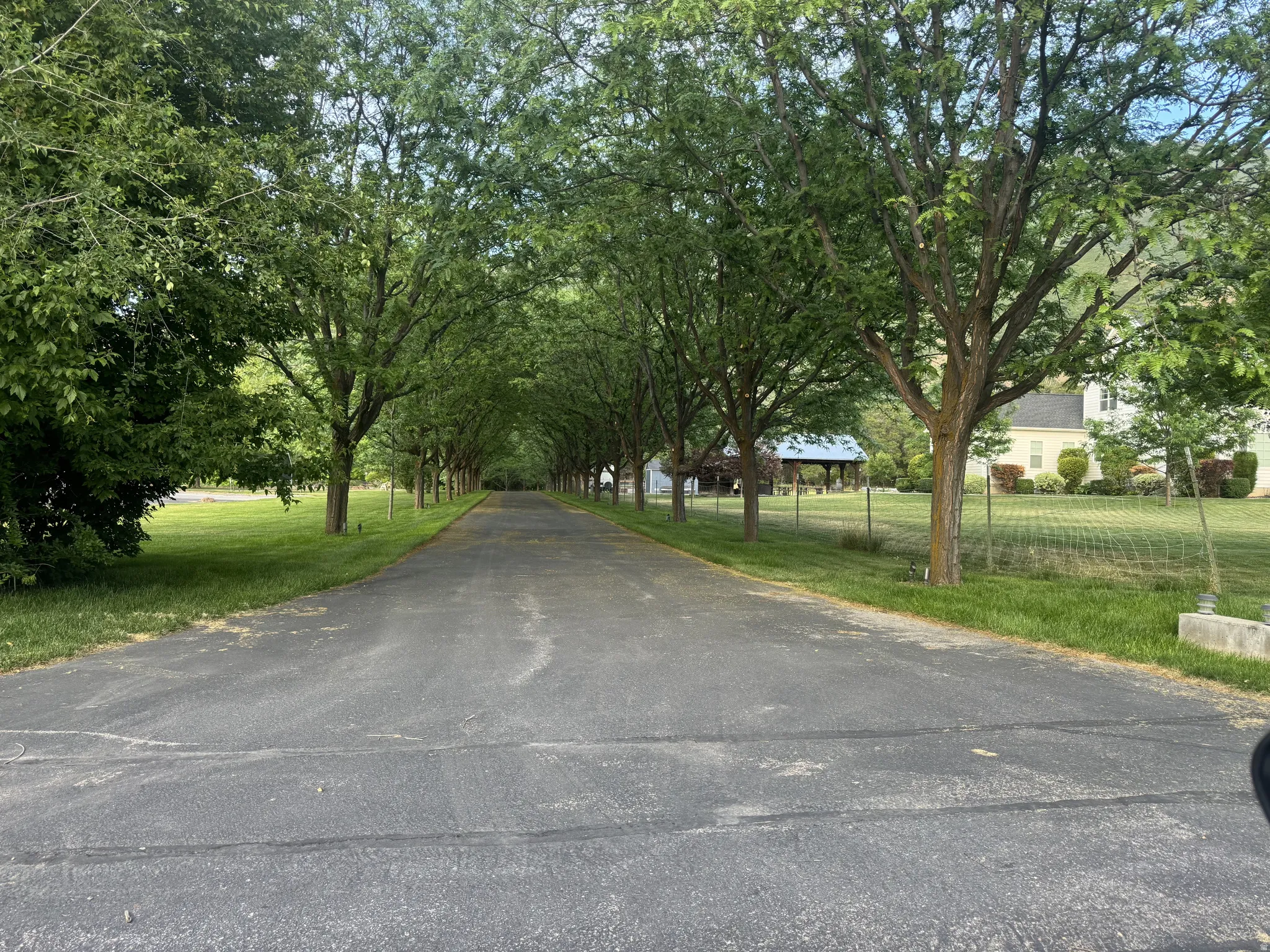Paved driveway lined with mature deciduous trees, creating a natural canopy