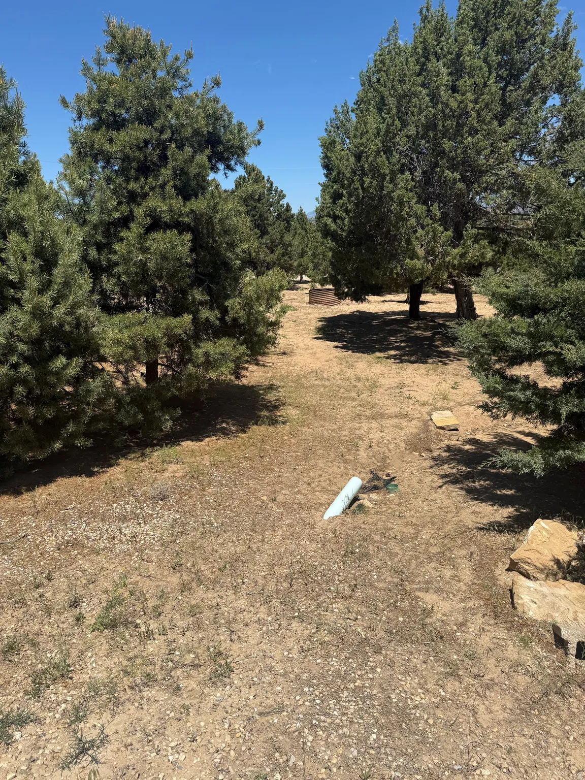 Expansive outdoor space featuring mature evergreen trees and a natural, unpaved ground cover