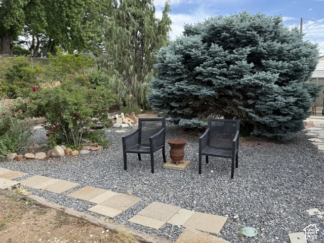 Hardscaped yard featuring a mature evergreen and established shrubs