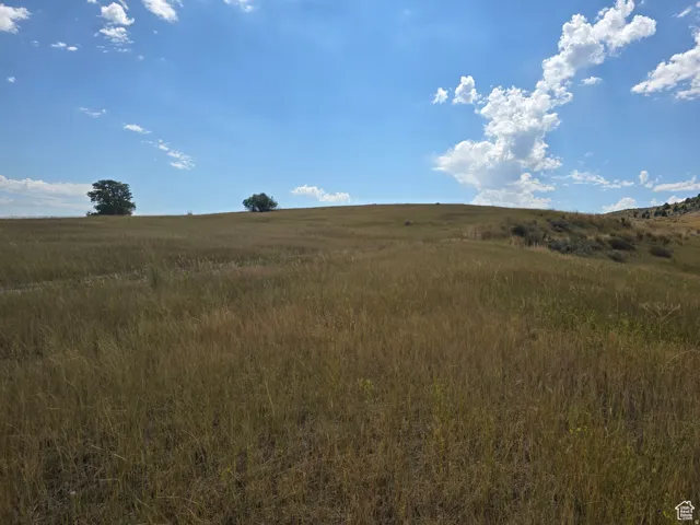 Expansive open field with natural grass and scattered mature trees under a vast blue sky