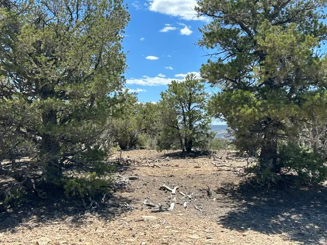 Expansive natural landscape featuring established evergreen trees and rugged terrain