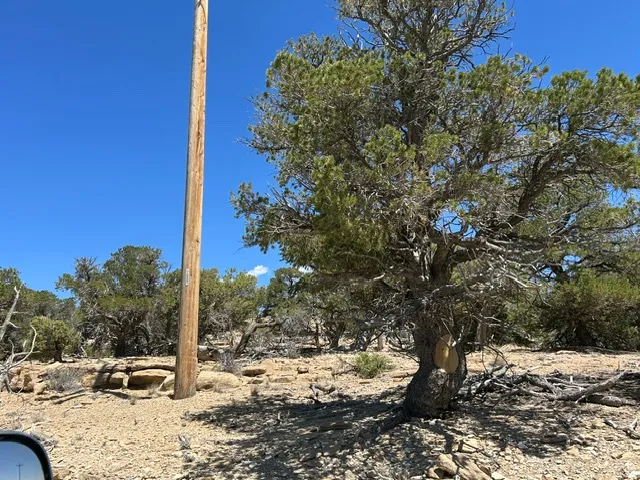 Natural desert landscape featuring various mature trees and sparse brush