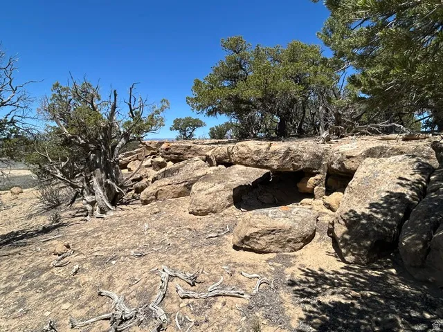 Natural landscape featuring exposed rock formations and mature evergreen trees