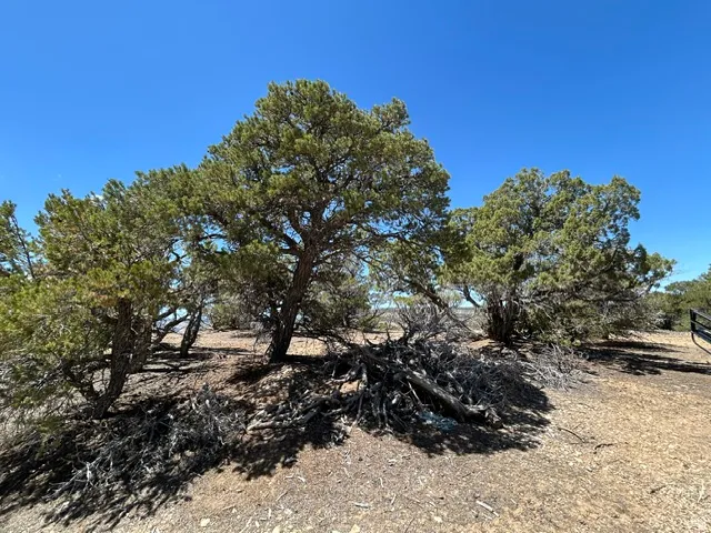 Natural desert landscaping featuring mature trees and arid ground cover
