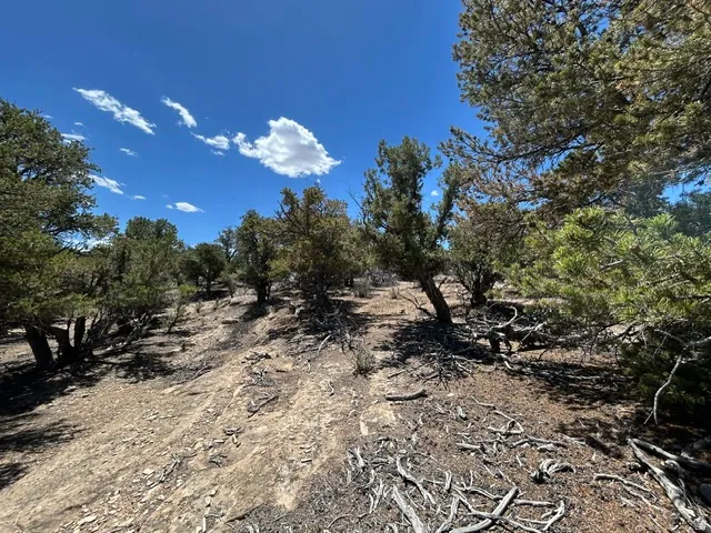 Expansive natural landscape featuring varied terrain and mature trees under a clear blue sky