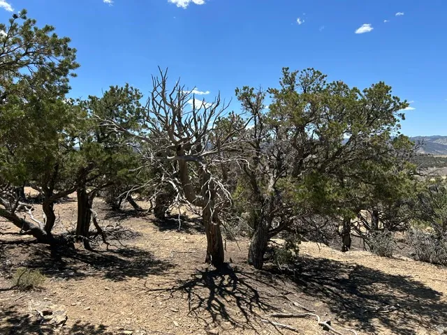 Natural landscape featuring varied tree species and expansive terrain under a clear blue sky