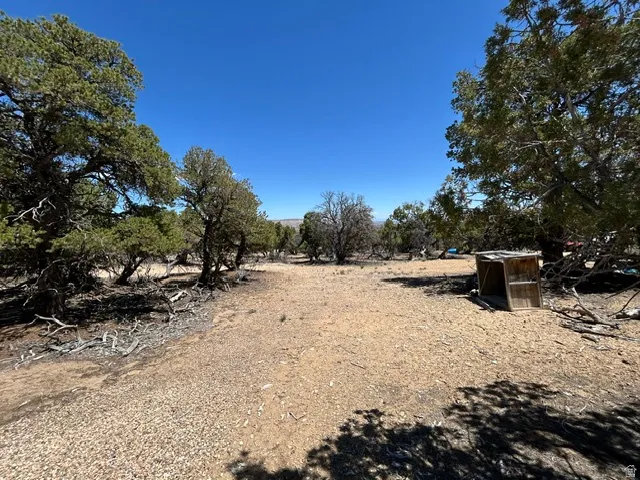 Expansive undeveloped land featuring mature trees and clear open space