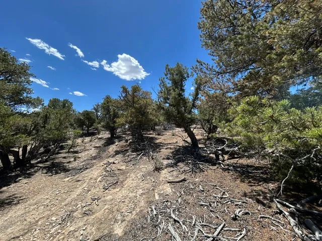 Expansive natural landscape featuring varied terrain and numerous mature trees