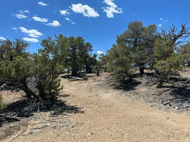 Undeveloped land featuring natural terrain with scattered evergreen trees and scrub brush