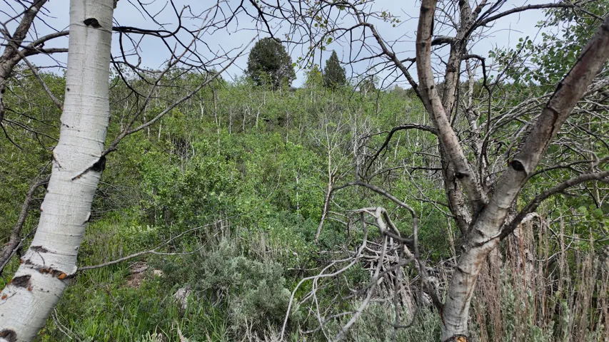 Wooded hillside with varied deciduous trees and shrubbery