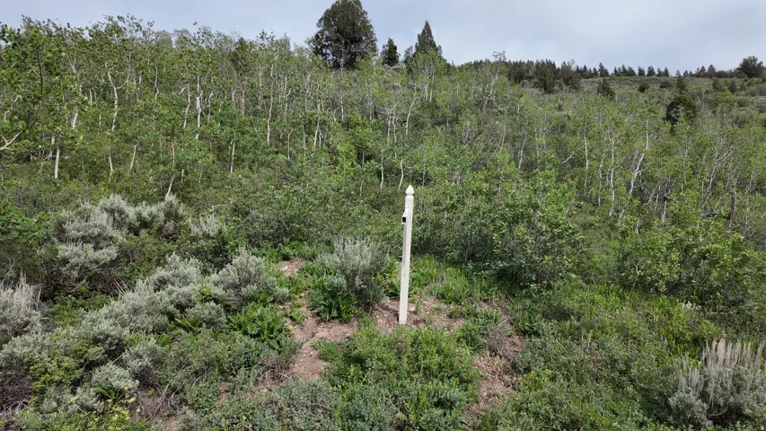 Sloping terrain featuring a mix of deciduous and evergreen trees
