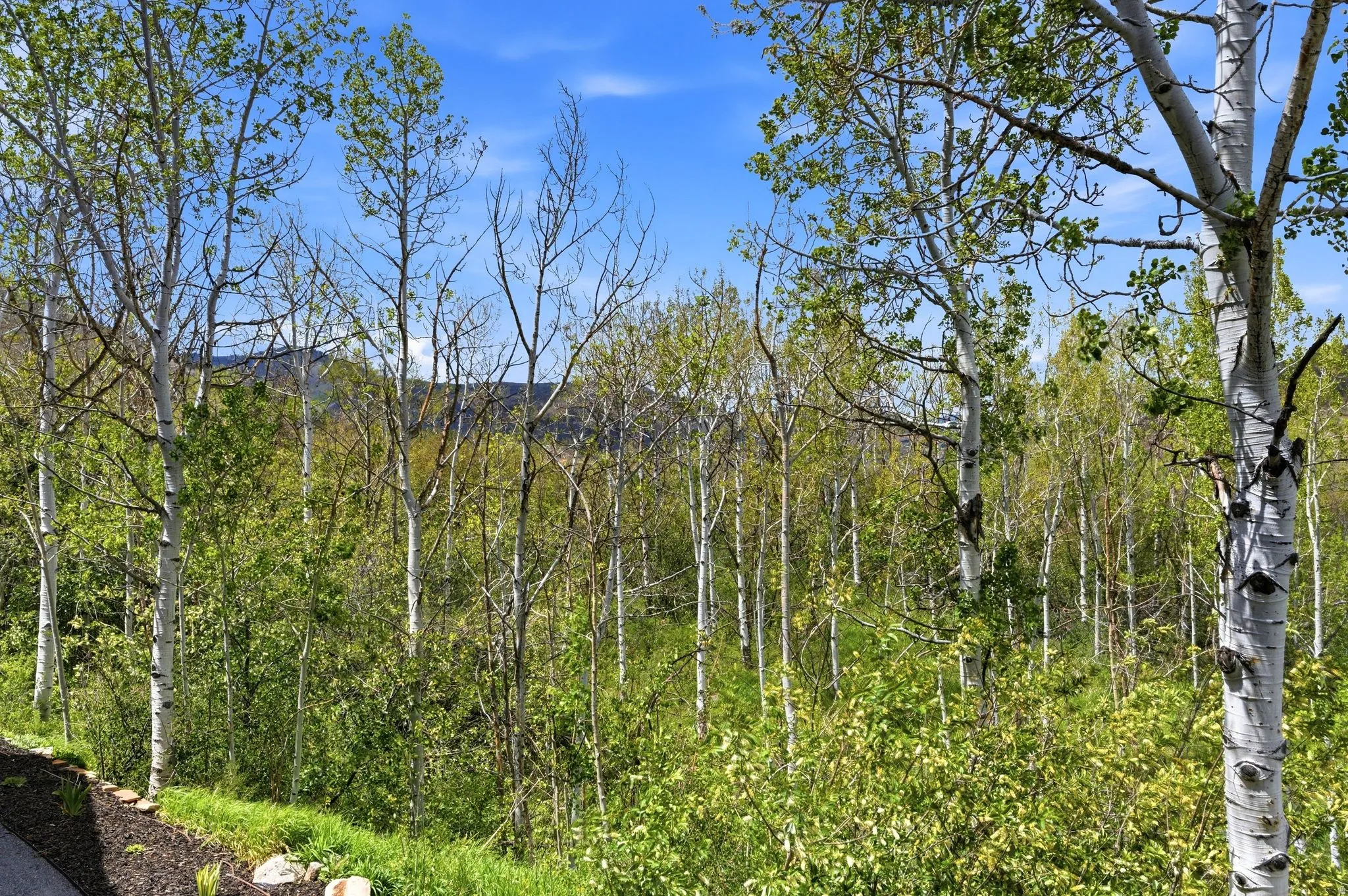 Expansive wooded setting featuring numerous deciduous trees with light-colored bark
