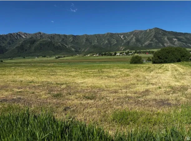Expansive open field with varied green and golden grasses