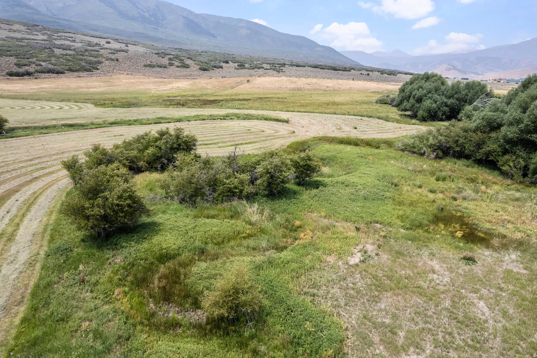 Expansive field with varying textures of green and golden grasses, featuring scattered mature trees and distant mountain ranges under a partly cloudy sky