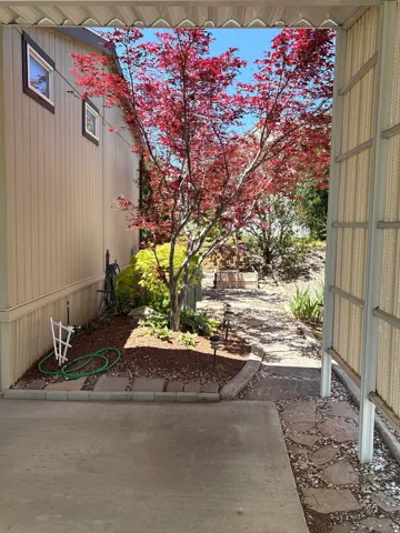 Vibrant red foliage tree providing natural shading