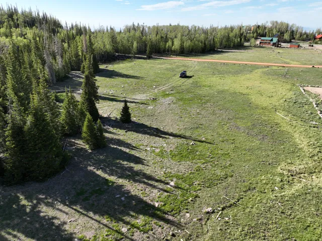 Expansive undeveloped land featuring a mixture of natural grass and mature evergreen trees