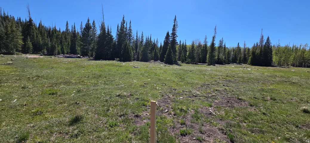 Expansive land parcel featuring natural grasses and mature evergreen trees