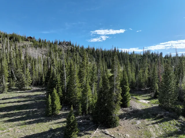 Wooded mountain terrain featuring evergreen trees and natural ground cover