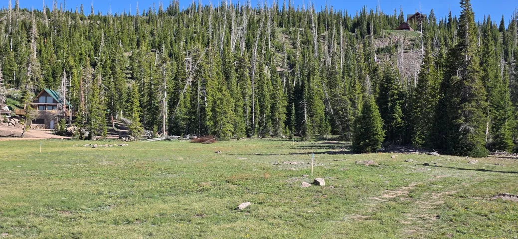 Expansive grassy clearing with surrounding evergreen trees