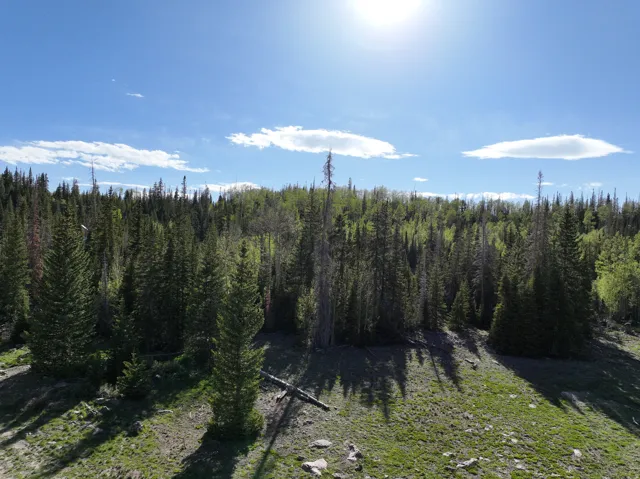Mature evergreen trees surrounding a sloped, grassy terrain