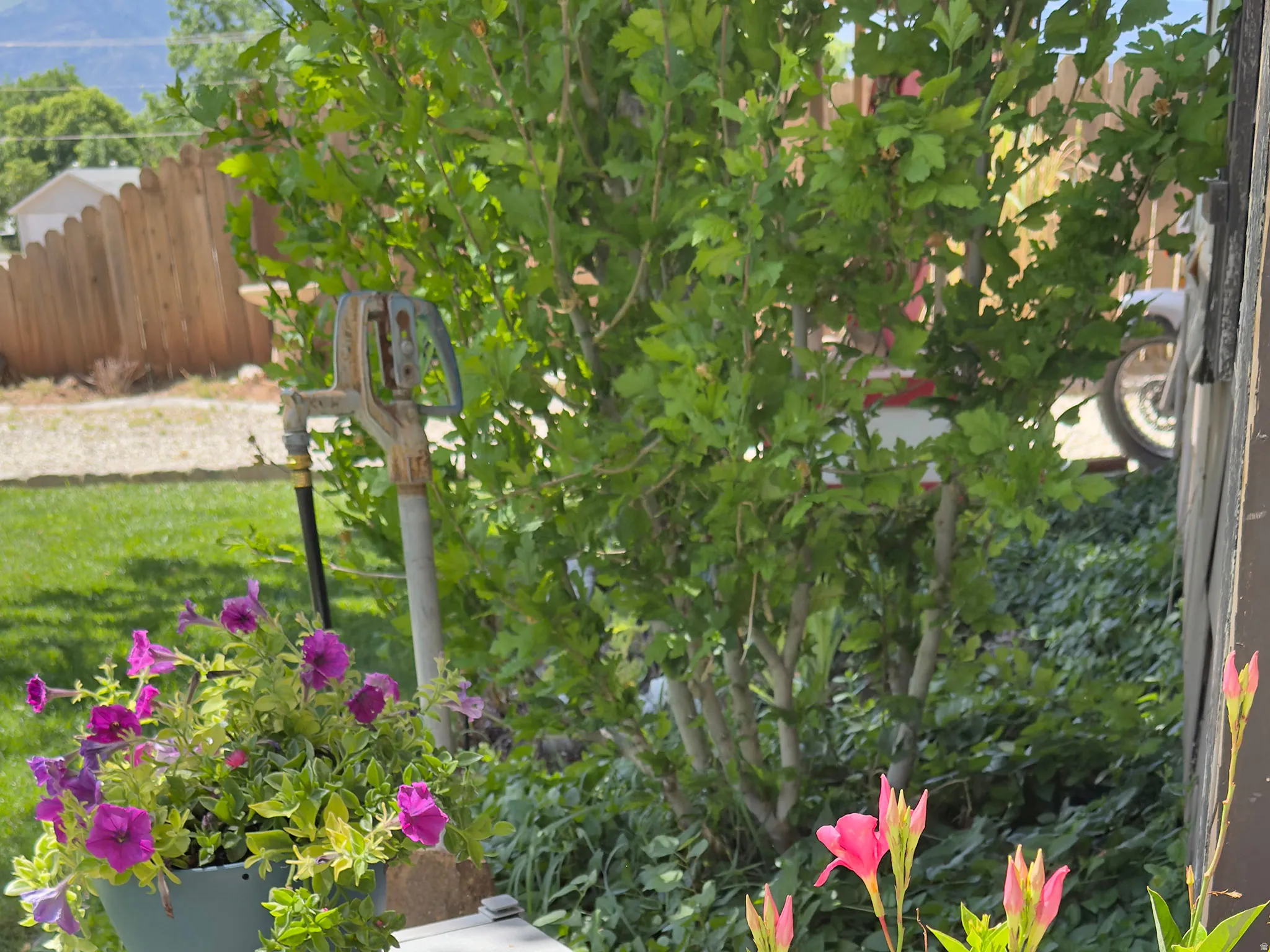 Lush shrubbery with vibrant petunias and pink blossoms