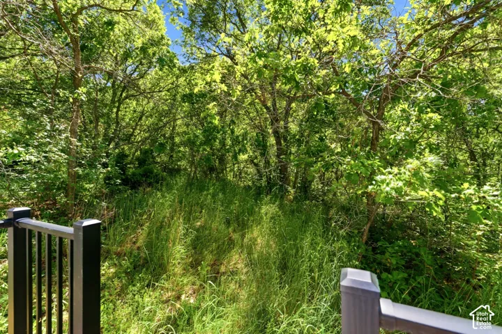 Natural wooded landscape with mature trees and dense foliage