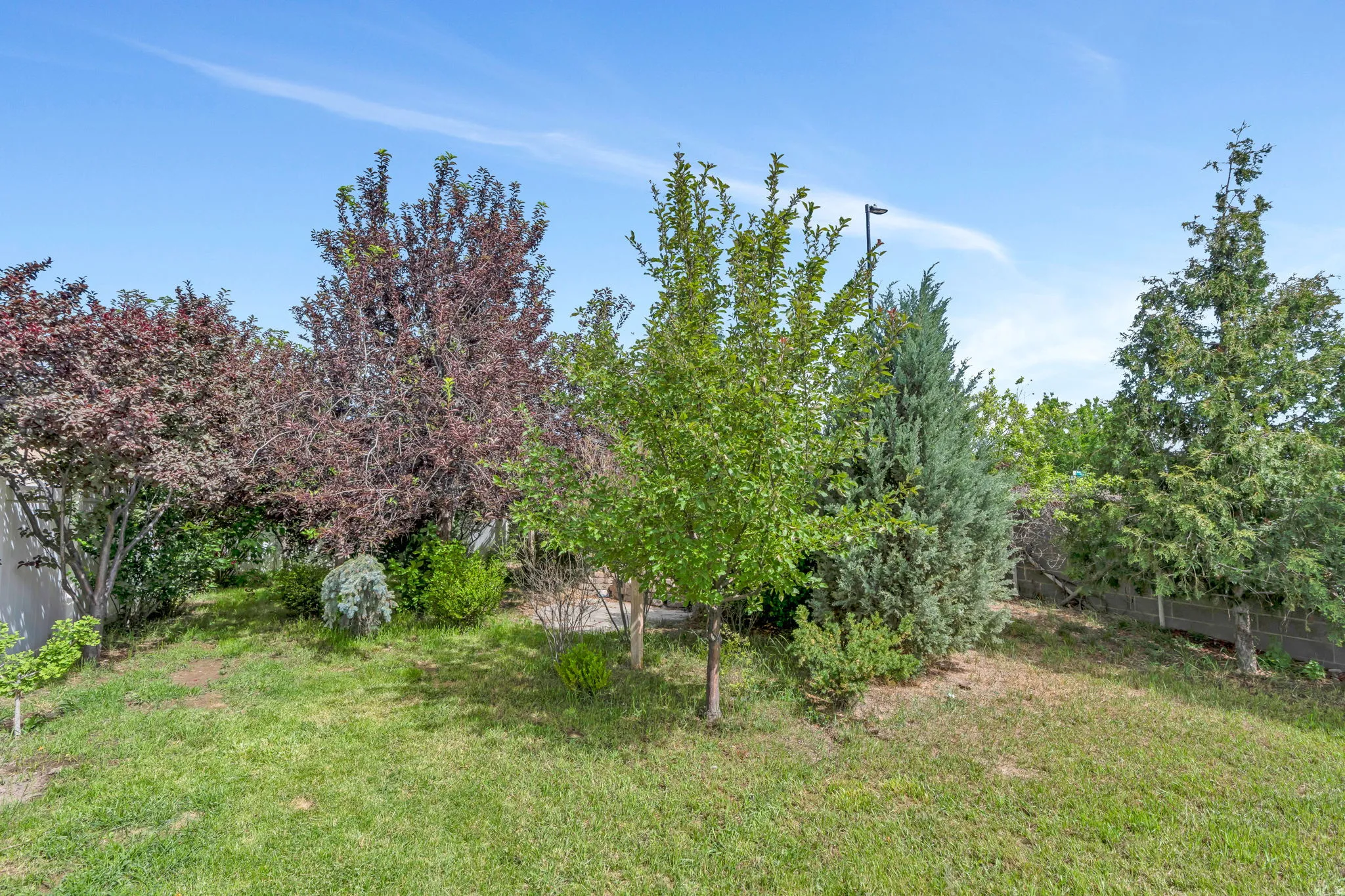 Expansive yard featuring a variety of mature trees, including deciduous and evergreen specimens