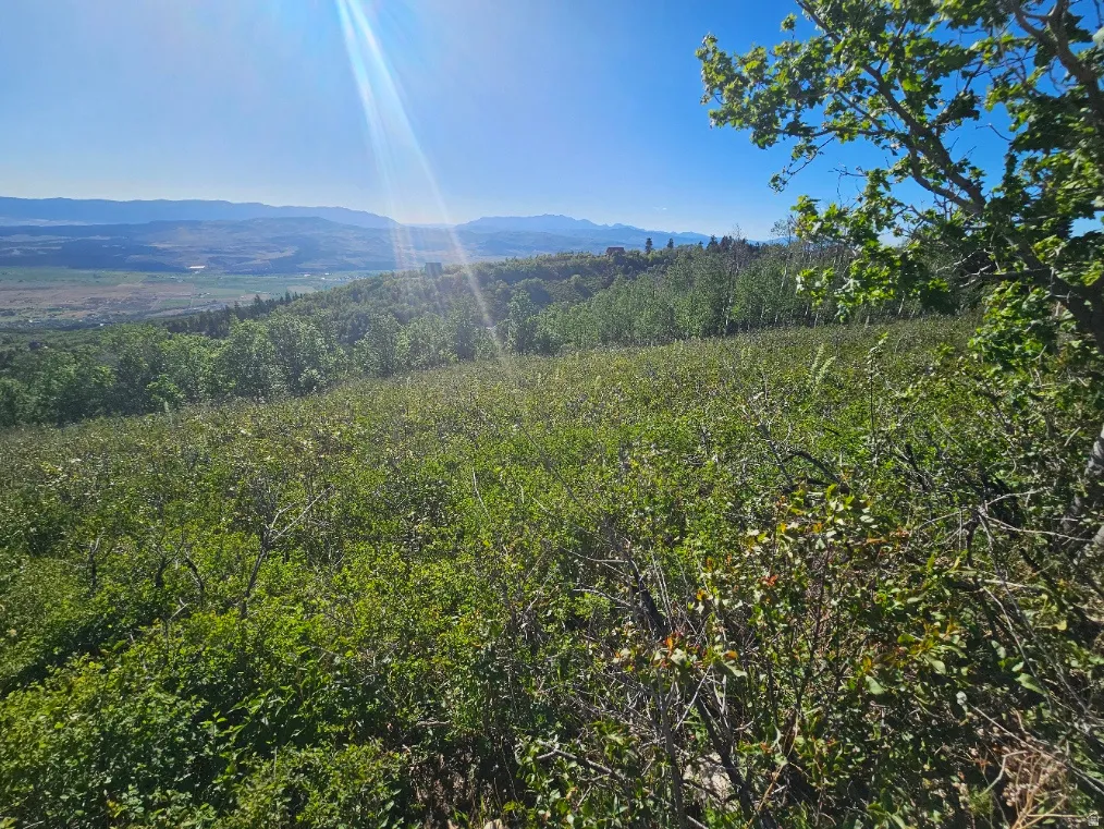 Expansive natural landscape featuring varied green foliage and distant mountain ranges