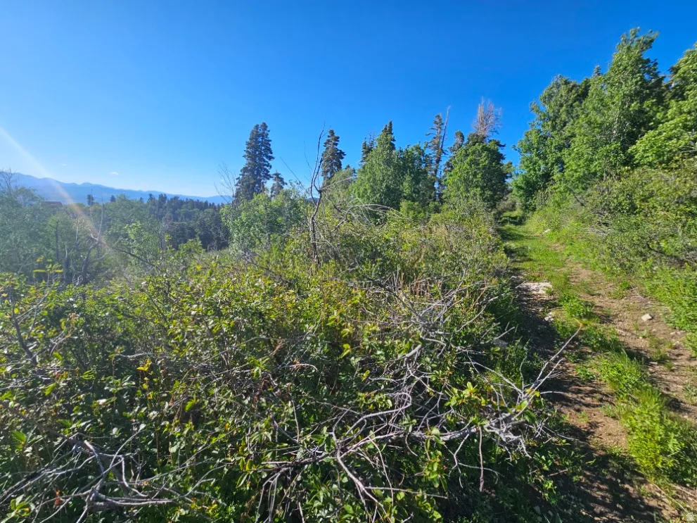 Natural landscape featuring dense green foliage, mature trees, and a distant mountain range under a clear sky