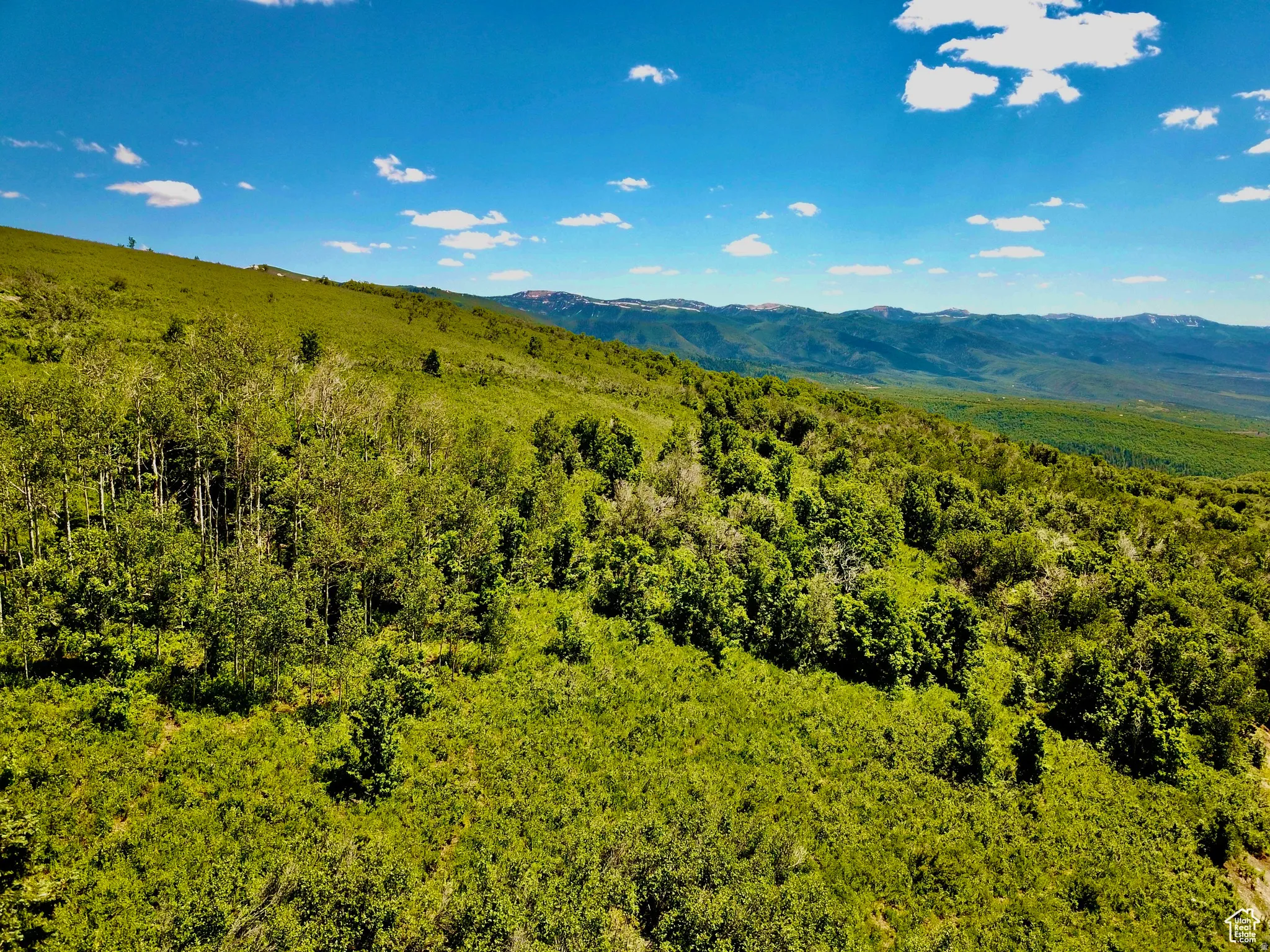 sloping hillside, abundant green foliage, clusters of mature trees, and distant mountain range