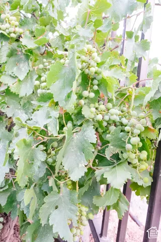 Grapevine foliage with clusters of developing green grapes