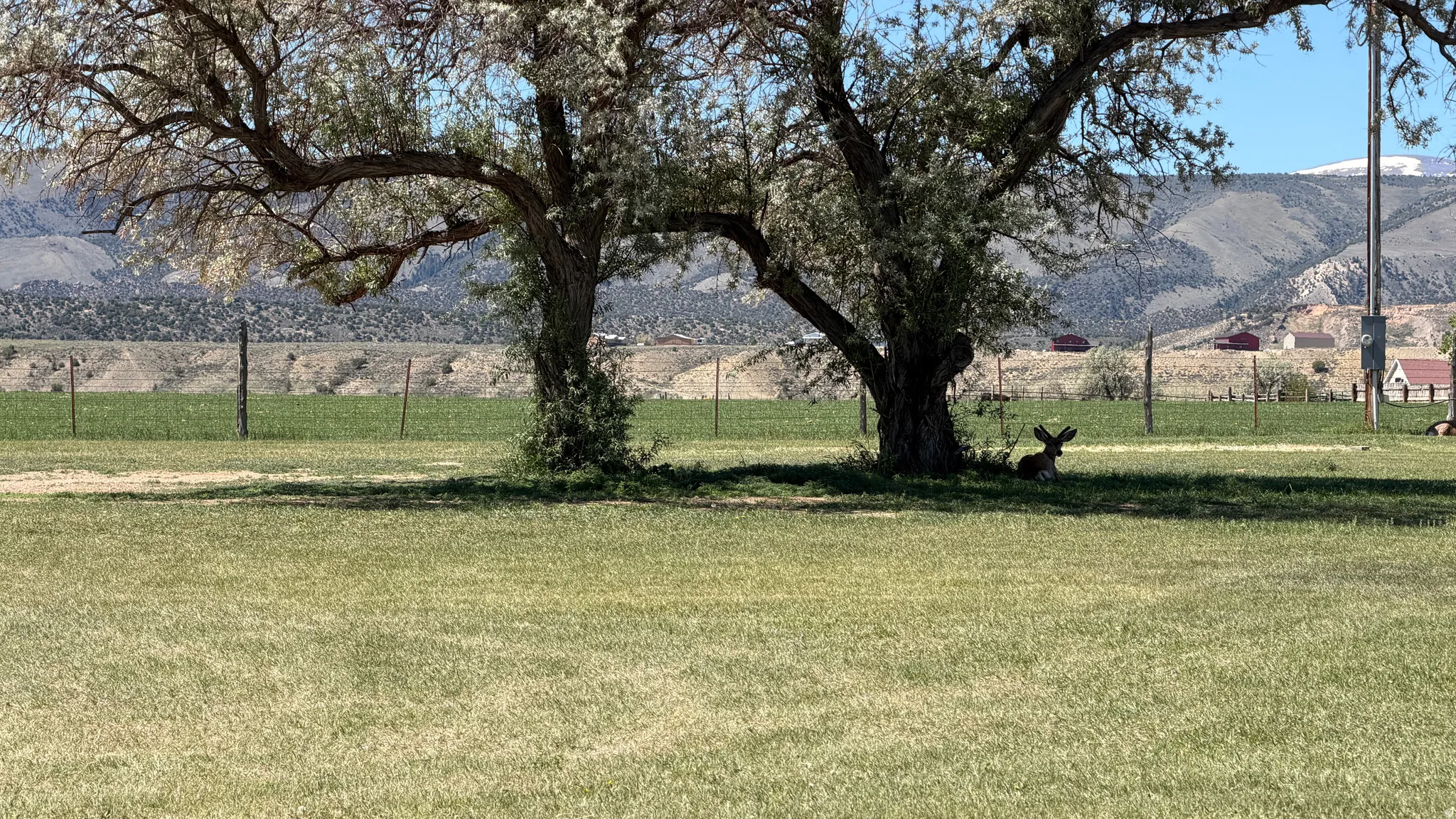Expansive lawn featuring mature trees and a distant mountain backdrop