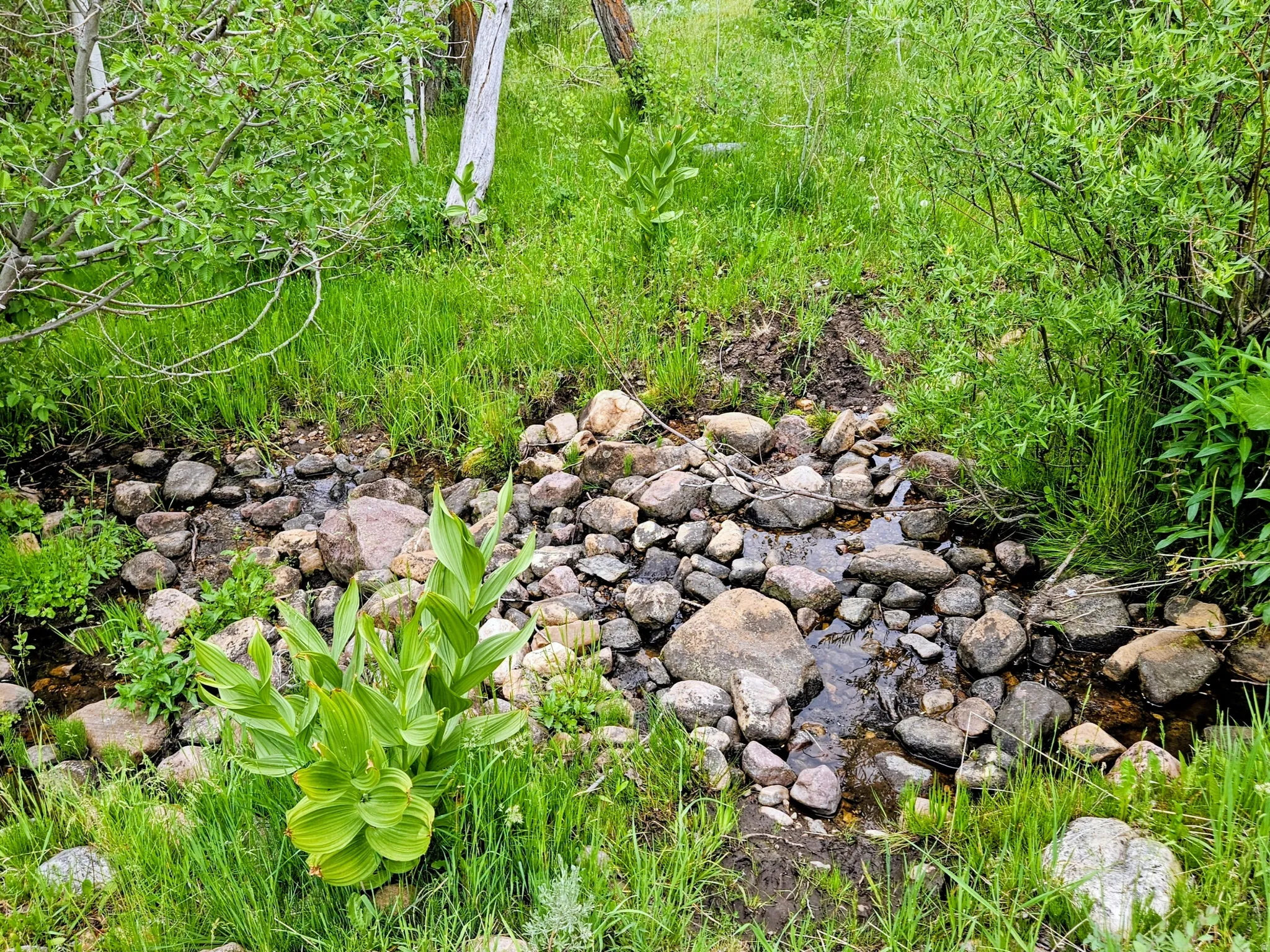 Natural stream bed featuring varied rock sizes and surrounding lush greenery