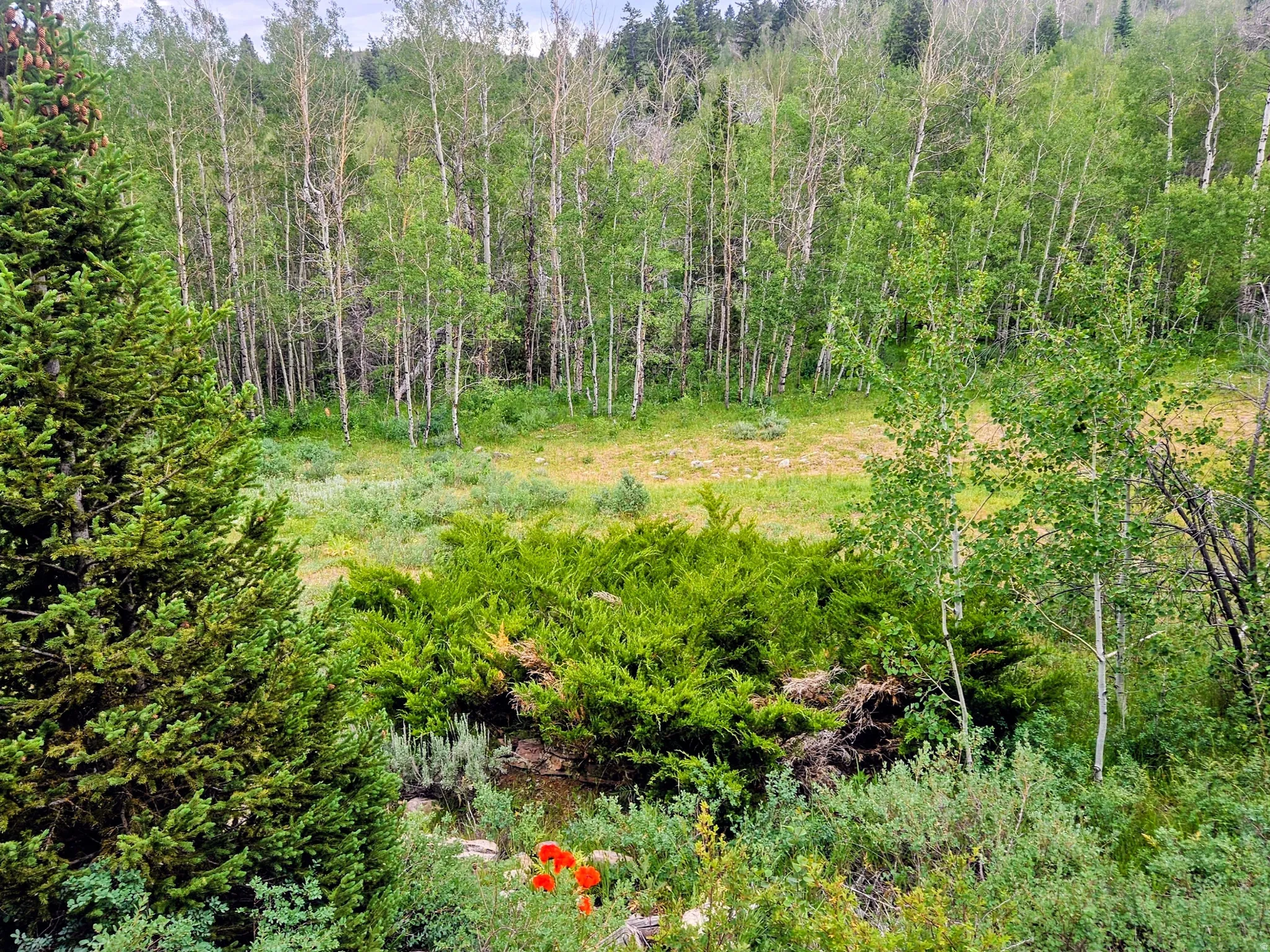 Natural landscape featuring a variety of evergreen trees, deciduous trees, and undergrowth